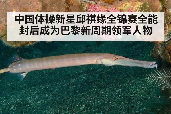 中国体操新星邱祺缘全锦赛全能封后成为巴黎新周期领军人物